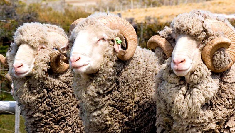 New! Woolfolk’s Merino | Purl Soho