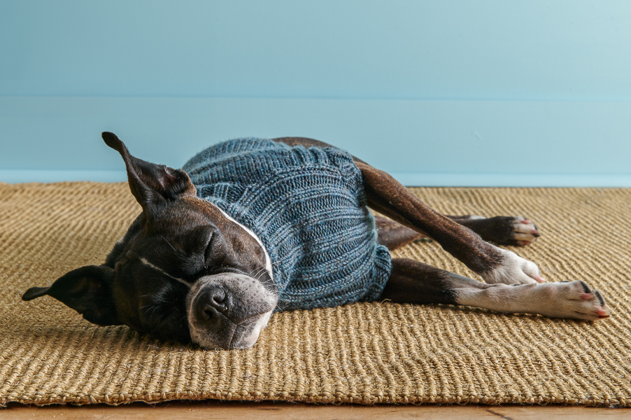 Sole Salvo For Purl Soho: Lucky Dog Sweater in Daily Wool Worsted | Purl Soho