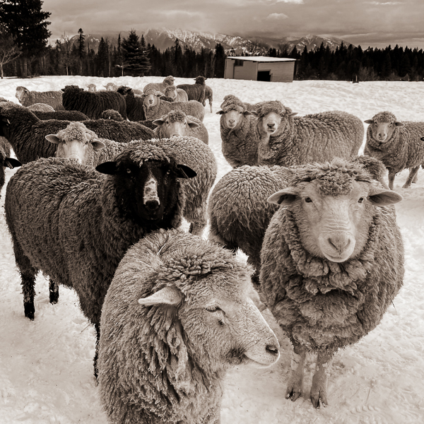 Complete Guide To Yarn: Fiber, Spin, Weight + More | Purl Soho