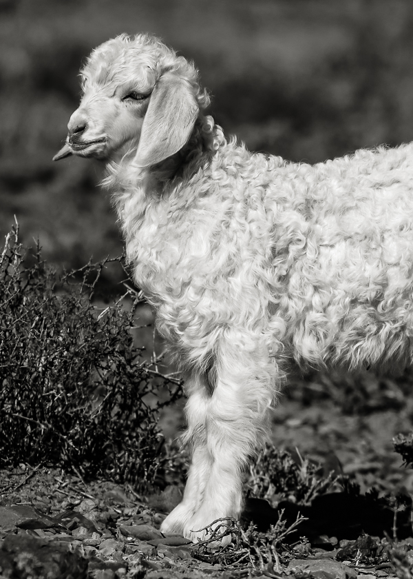 Knitting With Mohair Yarn: Texture, Color + Light | Purl Soho